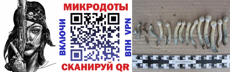 наркошоп  Холм  Псилоцибиновые грибы мицелий 